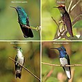 Image 30Hummingbirds of Trinidad and Tobago (from Biota of Trinidad and Tobago)