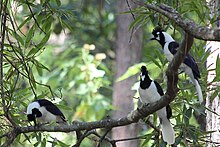 Three tufted jays on a branch