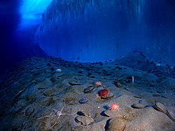 Ozeanboden (McMurdo-Sund, Antarktis) (von Arria Belli)