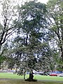 Duncan Place birch-leaved elm, summer