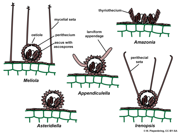 Fruiting bodies, Meliolales, Ascomycota (diagram by M. Piepenbring)