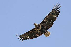 Juvenile in flight, Ethiopia