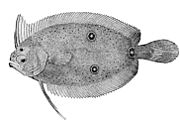 Flatfish have developed partially symmetric dorsal and pelvic fins