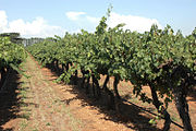 Weingarten in Australien welcher nur mechanisch geschnitten wird