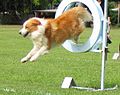 Australian red and white Border collie competing in ANKC agility