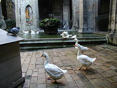 Geese in the cloister