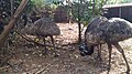 Dromaius novaehollandiae - Snake Park parassinikadavu, keala, India