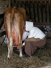 The milking of cattle was once largely by hand. Demonstration at Cobbes Farm Museum, England