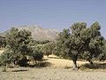 Dry olive groove, Crete