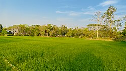 Fields in Kholagram village in Mathiura Union