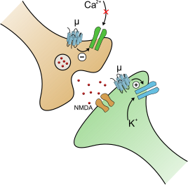 When the μ-opioid receptor is activated on a neuron, the voltage-gated calcium channel (green) closes and the voltage-gated potassium channel (blue) opens. Both of these individual actions make the presynaptic neuron less likely to release glutamate (red), leaving the neuron at rest longer. This slowing down of neurons via interactions with ion channels and receptors is a hallmark of a depressant. Without glutamate the pain signal gets "cut short" and cannot ascend a pathway and reach pain processing centers in the midbrain of the brainstem.