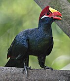 A Violet turaco.