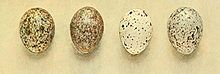 Four bird eggs with a white ground colour and brown spotting