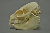 Skull of a rock hyrax