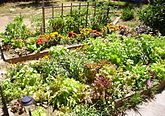 Raised garden bed of lettuce, tomatoes, basil, marigolds, zinnias, garlic chives, zucchini.