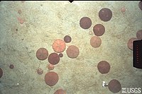 A number of sand dollars on the seabed
