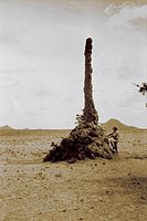 An einem hohen Termitenbau