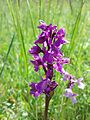 Auf Heißländen gedeihen Orchideen wie die Klein-Hundswurz, die in Österreich als gefährdet gilt.[5]