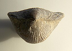 Atrypa devoniana, posterior view