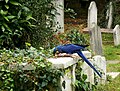 Blue visitor among Gravestones