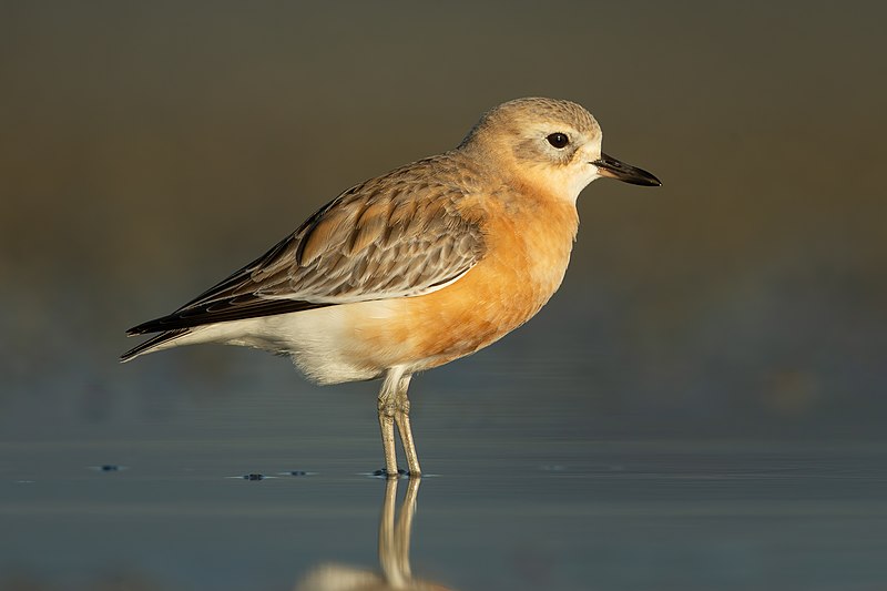 Northern Red-breasted Plover (Charadrius aquilonius) , Point Chevalier, Auckland, New Zealand