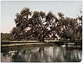 "Washington Oak" (circa 1900), Audubon Park, New Orleans