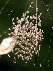 Gasteracantha mammosa spiderlings next to their eggs' capsule
