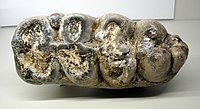 Worn molar of Gomphotherium angustidens
