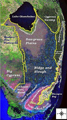 A color satellite image of the lower third of the Florida peninsula with labels superimposed over major landscapes before human alterations: directly to the south of Lake Okeechobee is a thin custard apple and cypress swamp, a much larger cypress swamp borders the lake to the east, and a major section of western pine flatwoods borders it to the west. Massive sawgrass plains are formed to the south of the custard apple swamps, which eventually merge into ridge and slough formations that narrow into the Shark River that flow into the Gulf of Mexico. Where the Shark River forms the area is lined with marl marshes, and the Big Cypress Swamp is located between the ridge and slough formations and the Gulf of Mexico. To the east the Atlantic Coastal Ridge rises slightly above the Everglades, which is where the major population centers are located