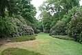 garden with rhododendrons