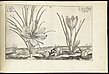 Saffron crocus from 1614 book
