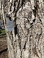 Juglans ailantifolia bark at the Cornell Botanic Gardens.