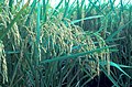 Oryza sativa (spikes in a panicle, "panicle")