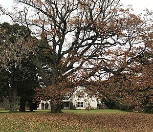 Original oak and tōtara plantings on the front lawn