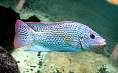 Tilapiini: Oreochromis tanganicae is one of the most common coastal species found in local fish markets[58]