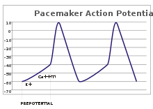 A plot of action potential (mV) vs time. The membrane potential is initially −60 mV, rise relatively slowly to the threshold potential of −40 mV, and then quickly spikes at a potential of +10 mV, after which it rapidly returns to the starting −60 mV potential. The cycle is then repeated.