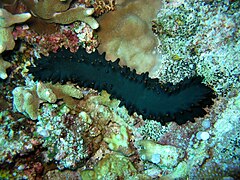 A sea cucumber at Apo Reef