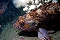 brown rockfish (Sebastes auriculatus)