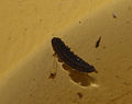 Mückengelege (Eischiffchen), wahrscheinlich der Gattung Culex. Länge 7 mm