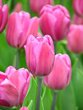 Pink tulips in the botanical gardens of Moscow State University.