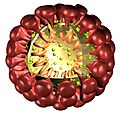 3D-Modell des Coronavirus
