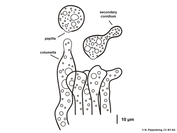 Conidiogenous cells, conidia, Conidiobolus sp., Zygomycota (diagram by M. Piepenbring)