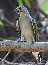 a grey bird perched on a horizontal branch