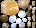 Foraminifera of Indian Ocean, south-eastern coast of Bali, field width 5.5 mm