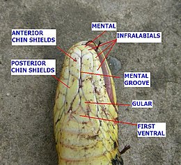 The head of a dead snake lying inverted on the ground which displays the names and position of the head scales of the underside.
