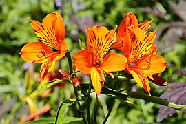 Inca lily - Alstroemeria aurea 'Orange King'