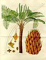 Image 51Form, leaves and reproductive structures of queen sago (Cycas circinalis) (from Tree)