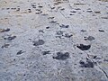 Dinosaur tracks.