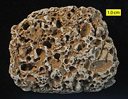 Numerous borings in a Cretaceous cobble, Faringdon, England; see Wilson (1986)