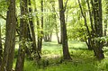 Wooded bogland (alder trees)